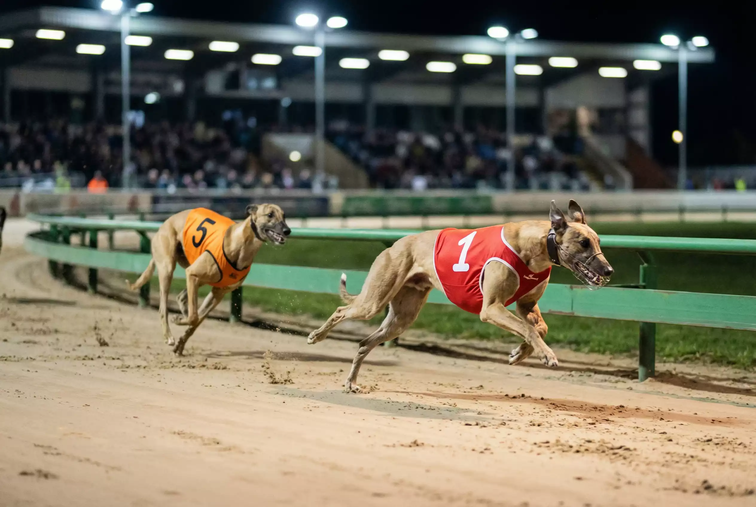 Each way betting on greyhounds how it works